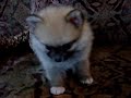 super tiny teacup pomeranian pocket