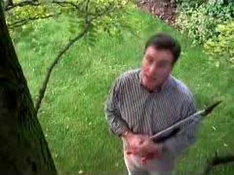 Hoggywart - Martin Fish from Garden News explains how & when to prune dead wood from Robinia 'Frisia'