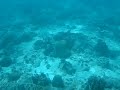 海藍藍
