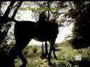 Laura Pausini - I Sing (Io canto)