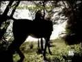 Laura-Pausini-I-Sing