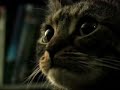 What About Bob? (another stupid cat video)