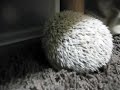 すみっこへ移動するハリソン