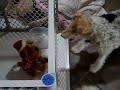 bear is attacking animal.  bear can\