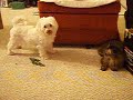 daisy mae and cleo