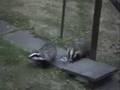 Badgers-Teatime-2