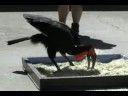 Birds of Prey