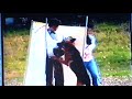 Romano Dominus-schutzhund dog?