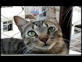 felinos