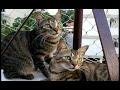 felinos