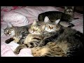felinos