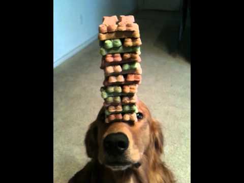 VIDEO: un perro ‘equilibrista’ es la nueva sensación en YouTube