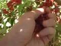 Permaculture Elaeagnus umbellata -- inside out berries?