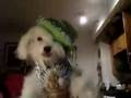 videos de Yogi Doggy-Dog YouTube
