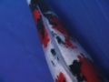 65cm Sanke 65cm Sanke