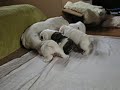 Four Puppies Brestfeeding -- Cuatro Cachorros Mamando