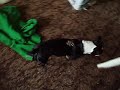 Boston Terriers