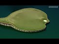 TPC Sawgrass - jamka č. 17