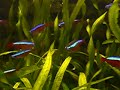 Neon fish in tropical aquarium - Akvárium Neon fish in tropical aquarium - Akvárium