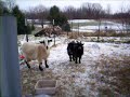 pygmy goats for sale classified ad smithfield livestock for saleinetgiant smithfieldutah free advertising website