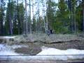 Aggressiivinen metso 1/3