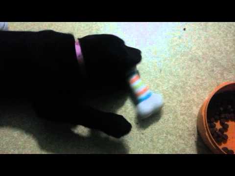 Black Lab Puppy, Stella Playing with a Chew Toy
