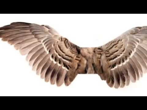 how to grow wings
