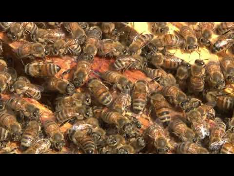 Image de prévisualisation YouTube