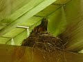 Baby Robins Feeding In Nest -1