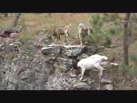 Black HIlls Pack Goats:  Cliff Dwellers