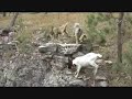 Black HIlls Pack Goats: Cliff Dwellers Black HIlls Pack Goats: Cliff Dwellers