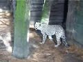 Karen Aerts bij de Cheetahs in de Olmense Zoo