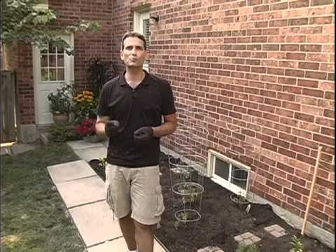 how to care and maintain a vegetable garden