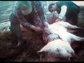 A movie I made for animals