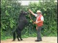 Caballo bailando Paquito el Chocolatero. Caballo bailando Paquito el Chocolatero.