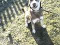 Milo going for a walk- Labrador Husky cross - RSPCA Macclesfield