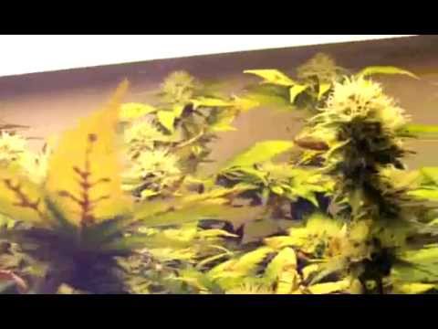 how to grow kryptonite