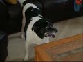 My Dog\ My Dog\