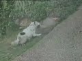 Cachorro de baiano... Cachorro de baiano...