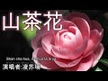 山茶花