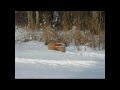 Fox.avi