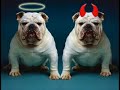 Funny dogs 5 Funny dogs 5