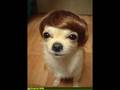 Funny dogs 5