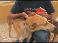 Cisne, insolito caso de maltrato animal en España Cisne, insolito caso de maltrato animal en España