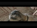 We Hypnotized Our Pug!
