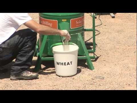 how to harvest teff grain