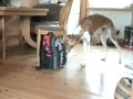 smart dog smart dog