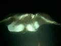 Manta ray