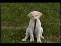 Sutter Puppy Sutter Puppy