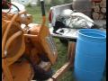 Diesel Lombardini Bandit Stump Grinder Demo